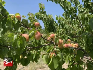 کاهش ۵۰ درصدی تولید زردآلو در شاهرود بر اثر سرمازدگی / بسطام قطب تولید با ۴۲۰۰ هکتار باغ بارور
