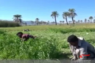 کشت ۱۲۰۰هکتار شبدر برسیم در شهرستان قصرقند