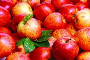 سیب نهاوند؛ گوهر سردرگم در چرخه اقتصاد کشاورزی کشور