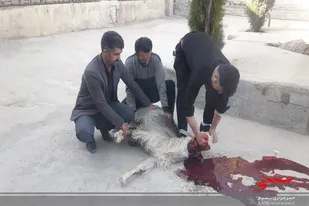 یک راس گوسفند به همت بسیجیان در روستا افتر در سرخه ذبح شد