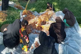 برگزاری اردوی جهادی یک روزه جمع اوری و بسته بندی خرما در سراوان