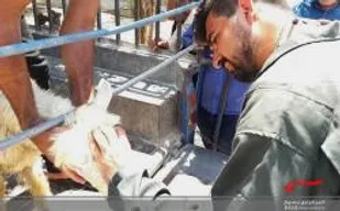 کلینیک دامپزشکی سیار برای ارائه خدمات به عشایر استان فارس راه&zwnj;اندازی شد