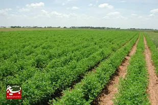 ساخت دستگاه اتوماتیک برای کاشت بذر/ لزوم حمایت مدیران کشاورزی از انبوه&zwnj;سازی دستگاه&zwnj;های مکانیزه