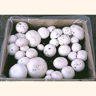 رونمايي از کارگاه پرورش قارچ دکمه ای بسیجیان گلپایگان