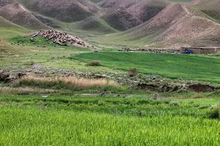 ۵۹ هزار هکتار مرتع اسدآباد فقط یک محافظ دارد