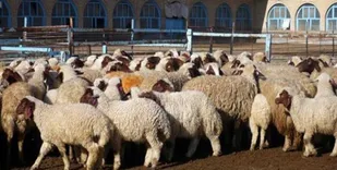 ساماندهی میدان عرضه دام شهرستان بهار