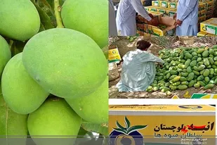 بیش از ٨ هزار تن انبه باغات میوه&zwnj;های گرمسیری راسک راهی بازار شد
