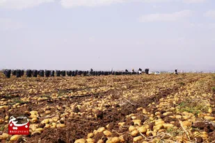۲۲ هزار تن سیب&zwnj;زمینی از استان اردبیل صادر شد