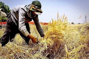 افزایش ۲۱ درصدی پرداخت زکات در هرمزگان