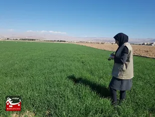 اجرای طرح پایش مبارزه با سن غلات در سمنان+تصاویر