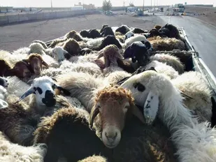 کشف ۹۵ رأس دام قاچاق در فامنین