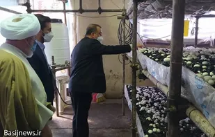 واحد تولیدی قارچ خوراکی در شهرستان میانه افتتاح شد