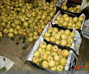 برداشت &laquo;به&raquo; از باغات نهاوند