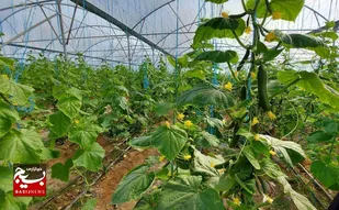 افزایش ۱۲۰ درصدی سطح زیر کشت محصولات گلخانه&zwnj;ای در شهرستان هیرمند