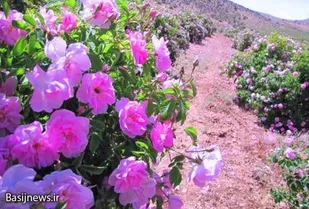 قطب جدید اقتصاد مقاومتی در روستای شنازند