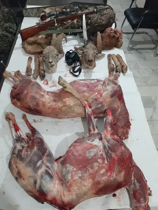 دستگیری ۴ شکارچی در شاهرود و جریمه ۵۰ میلیون تومانی/شکارچیان حق زن و بچه خود را پایمال نکنند