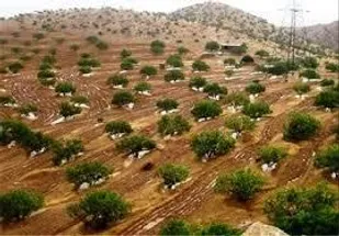 افزایش ۵ هزار تنی تولیدات باغی در لرستان