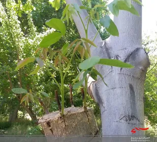 آغاز سرشاخه کاری درختان گردو در شهرستان سامان