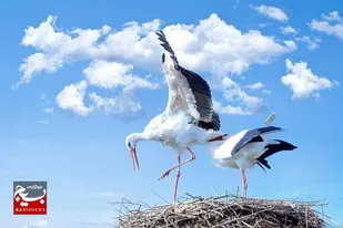 آغاز فصل مهاجرت لک&zwnj;لک&zwnj;ها به خوزستان