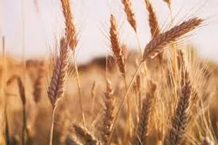 دلال&zwnj;هایی که زودتر از نمایندگان دولت به مزارع رسیدند
