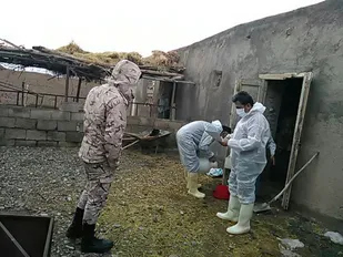 تلاش بسیج مهندسین شاهرود در واکسیناسیون طیور روستاهای بسطام+ تصاویر