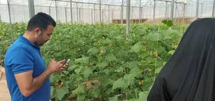 بازدید کارشناسان کانون بسیج مهندسین کشاورزی شاهرود از گلخانه&zwnj;ها