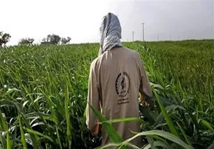 توزیع ۷۵ تن کود رایگان در طرح رزمایش خدمت به کشاورزان گیلانی