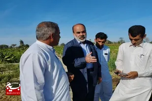 بیش از ۵ هزار هکتار موزستان در زرآباد پایتخت موز کشور وجود دارد