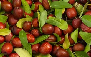 قطب تولید عناب ایران بی نصیب از صنایع تبدیلی