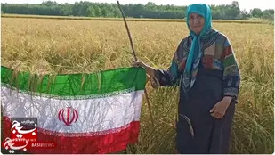 حماسه مقاومت با بر افراشتن پرچم بر خوشه های طلایی برنج