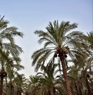 تداوم کاشت نخل مثمر و گونه&zwnj;های بومی در اهواز/ لزوم تکمیل کمربند سبز برای کاهش جزیره گرمایی شهر