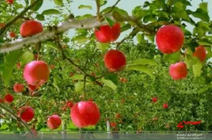 صنایع کشاورزی و گردشگری استان اردبیل با همکاری بخش خصوصی توسعه می&zwnj;یابد
