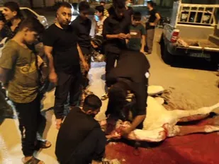 ذبح یک نفر شتر به نیت رفع بلا در هندیجان