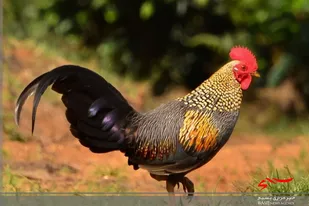 کمک به نیازمندان در راستای اجرای رزمایش مواسات در سرخه