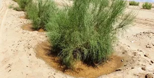 افتتاح پروژه ۸ هزار هکتاری بیابان&zwnj;زدایی در ماهشهر