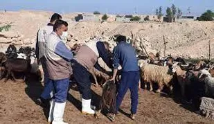 ویزیت رایگان دام در مناطق محروم هوراند و شبستر