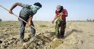 کاشت&zwnj;۱۵ هزار درخت و درختچه در شهر کهریزک