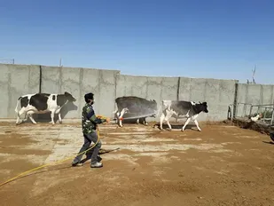 برگزاری اردوی جهادی سم پاشی در منطقه بسطام