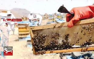 تشکیل تعاونی برای پرورش زنبور عسل و تولید عسل در زنجان