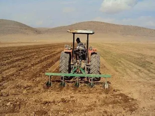 بیش از ۸۴ هزار هکتار از اراضی بوکان به کشت گندم اختصاص یافت