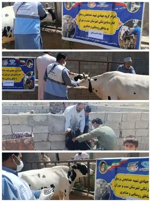 برگزاری اردوی جهادی دامپزشکی در سیب و سوران