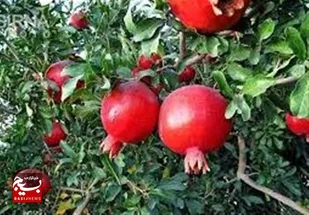 انارستان بزرگ گرمی؛ میزبان جشنواره &laquo;یاقوت سرخ&raquo;