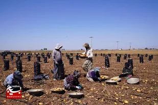۲۰۰ میلیارد ریال دیگر از مطالبات پارسال سیب&zwnj;زمینی کاران اردبیل پرداخت شد