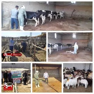 کنترل بیماری&zwnj;های دامی با همکاری کانون بسیج جامعه کشاورزی و شبکه دامپزشکی رومشکان