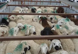 کشف ۷۳ هزار راس دام قاچاق در مناطق صفر مرزی