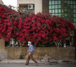 توسعه فضای سبز اهواز با احیای &laquo;گل&zwnj;های کاغذی&raquo;