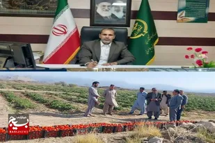 برداشت گوجه فرنگی ۶۰ هکتار از مزارع کشاورزی شهرستان فنوج