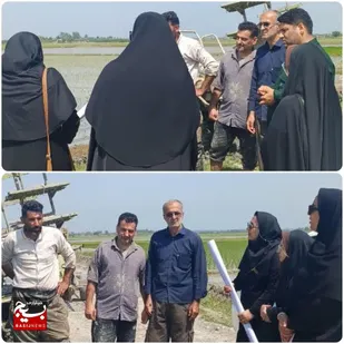 حضور کارشناسان بسیجی علوم کشاورزی در مزارع روستای رودپی ساری