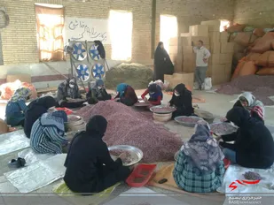 کارگاه صنایع تبدیلی گیاهان جهت ایجاد اشتغال توسط حوزه خواهران نرگس