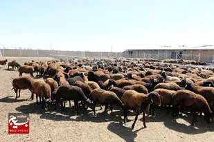 آغاز ساماندهی واحد&zwnj;های دامپروری در دزفول